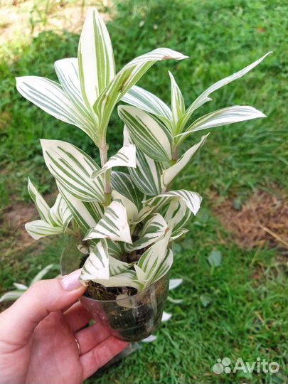 Традесканция