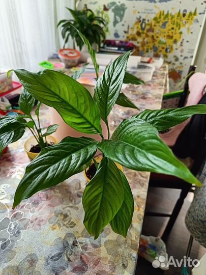 Комнатные растения Спатифиллум, строманта