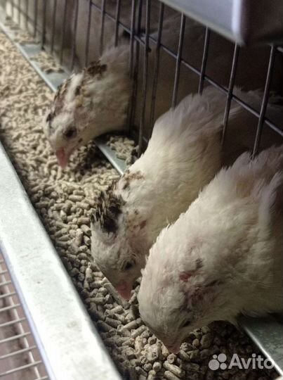 Русские Радонежские перепела/яйца для инкубации