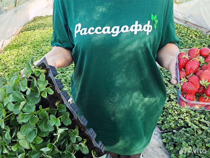 Рассада клубники. Элитные сорта оптом