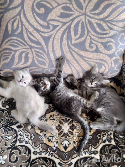 Котята в добрые руки