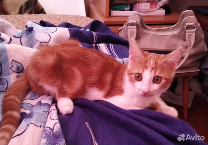 Красавица и озорница Леся ищет дом