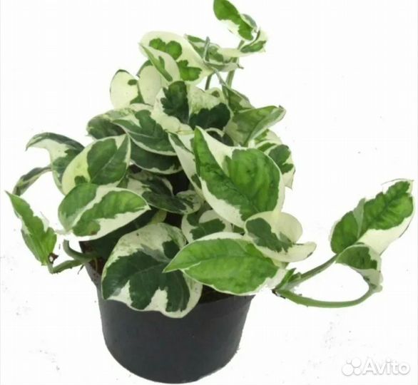 Эпипремнум Энджой