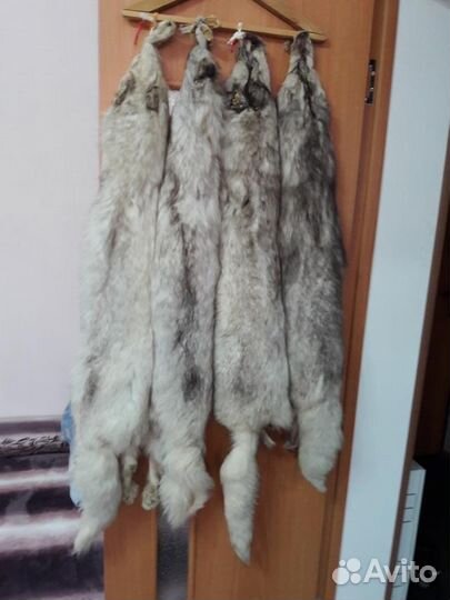 Шкура песца