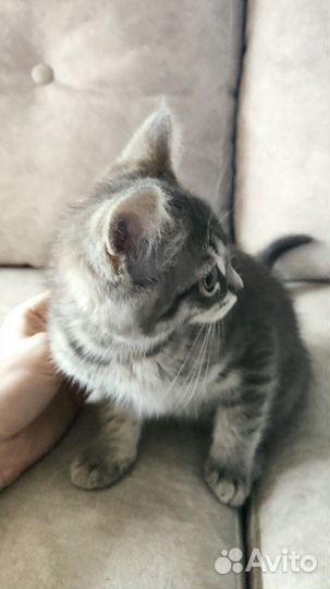 Котенок