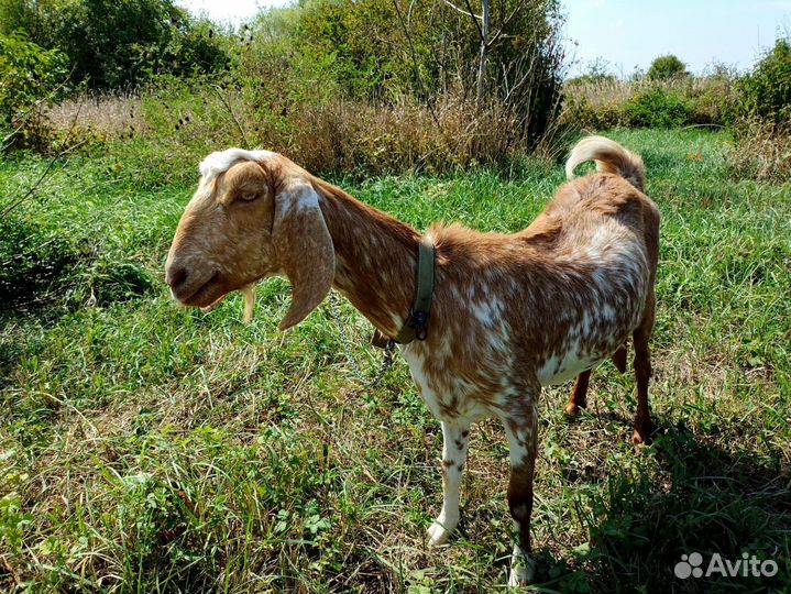 Англо нубийские козы