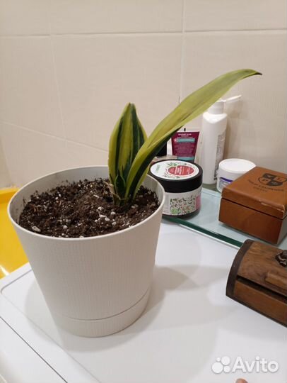 Сансевиерия голден флейм