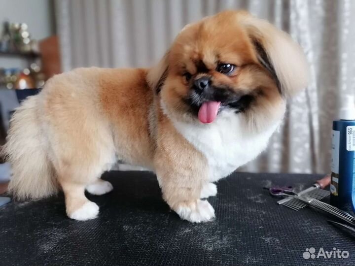 Стрижка домашних животных