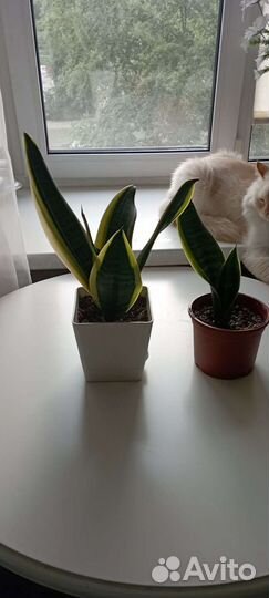 Сансевиерия Футура