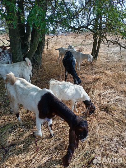 Породистые, молодые, молочные козы