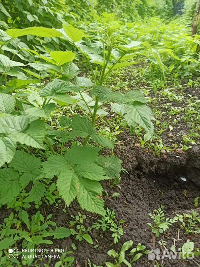 Корень малины ремонтатной