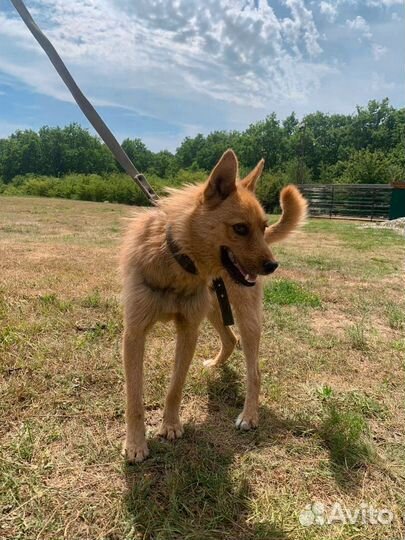 Собака из приюта в дар