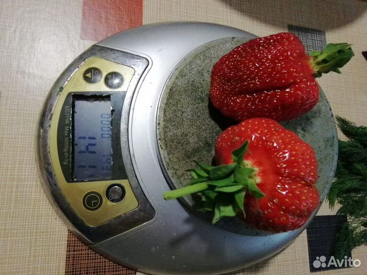 Рассада сортовой клубники