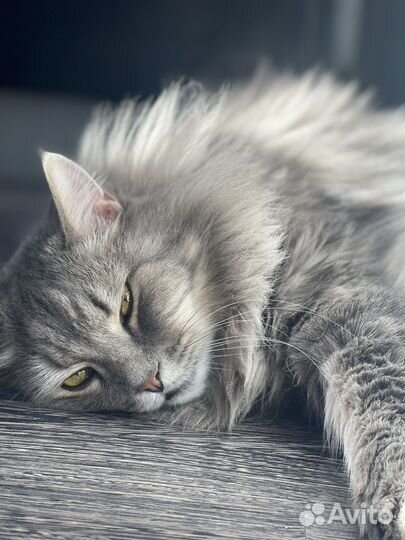 Сибирский кот