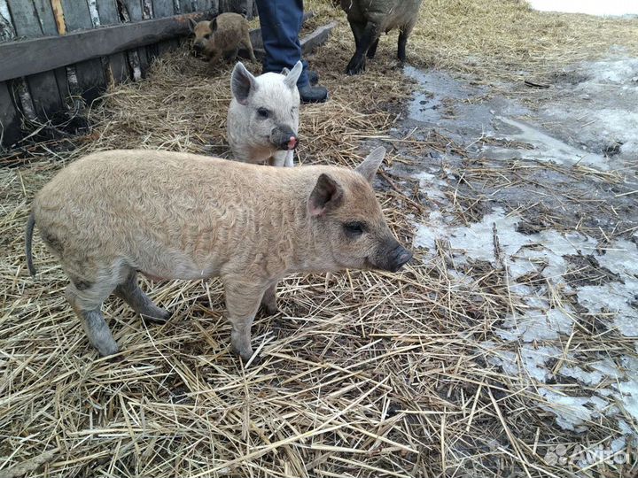 Ветеринарный врач на дом