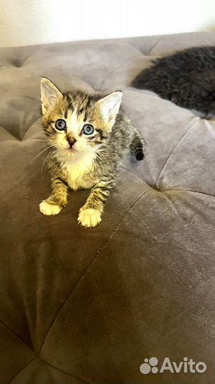 Маленький котенок