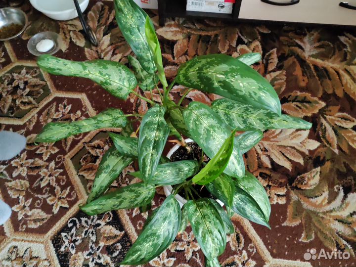 Дифенбахия