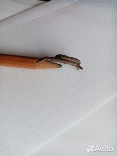 Петлица кавалерийская Ркка