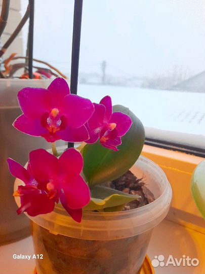 Орхидея похучая