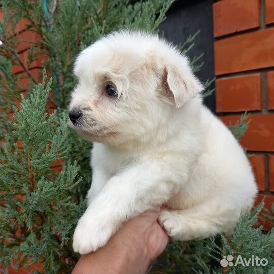 Щенки мальтипу мальчик