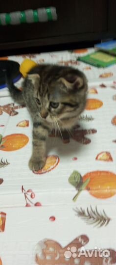 Котенок шотландский