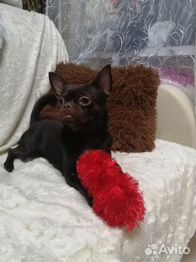 Вязка кобель чихуахуа