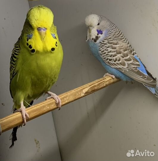 Чехи пара молодежь