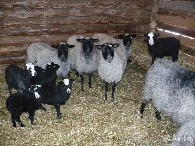 Ярки, овцы, бараны Романовской пароды