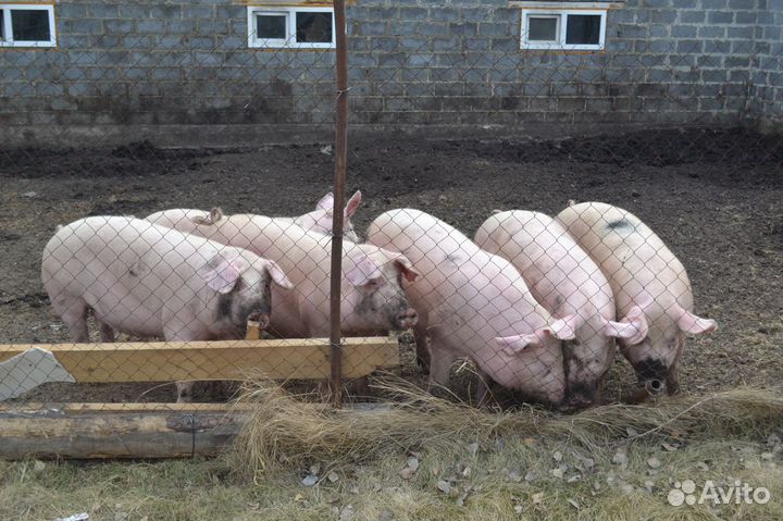 Домашняя натуральная парная свинина