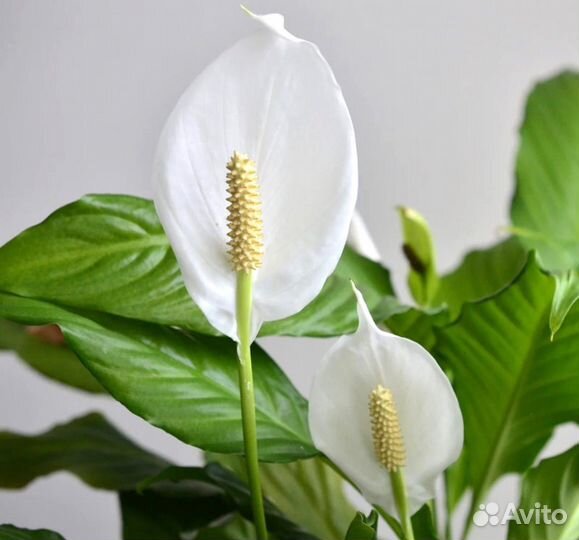 Спатифиллум крупный. Комнатный цветок