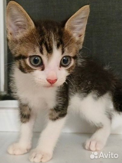 Котята в добрые руки 2 месяца