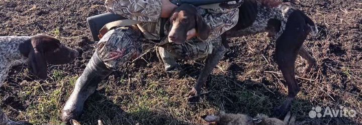 Щенки Курцхаар