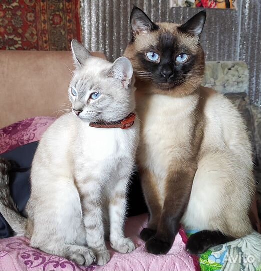 Тайские котята