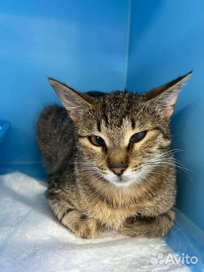 Кошки в добрые руки бесплатно