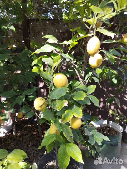 Лимонное дерево с плодами