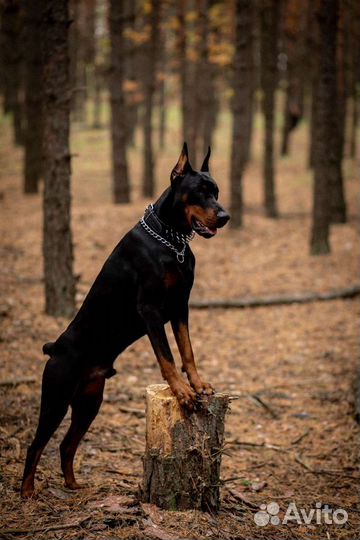 Доберман для фотосессий