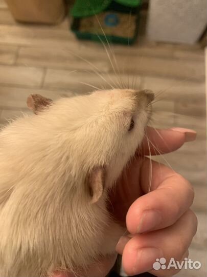 Отдам крысу с клеткой (подробности в описании)