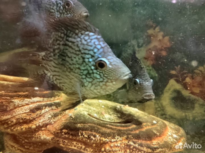 Аквариум с тумбой