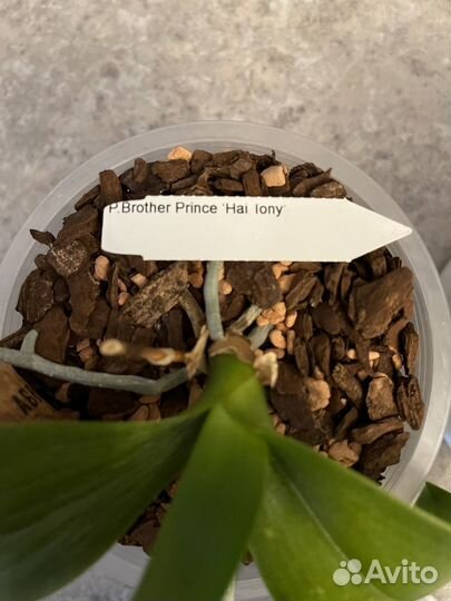 Орхидеи фаленопсис