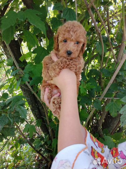 Пудель девочка