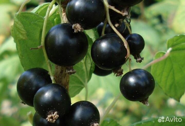 Смородина черная и красная