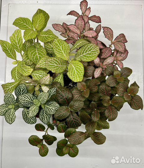 Фиттония комнатное растение