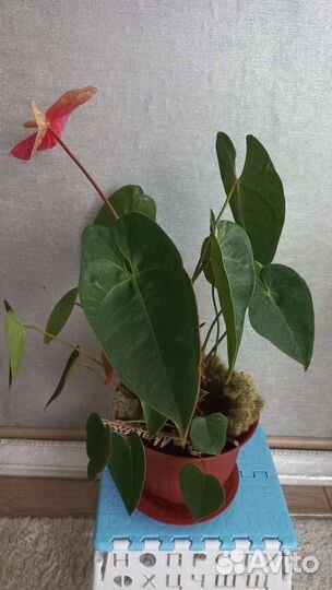 Антуриум (Мужское счастье)