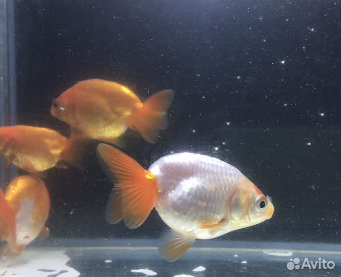 Золотая рыбка ранчу, грот, иск. растения