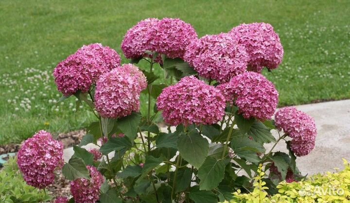 Руби Анабель