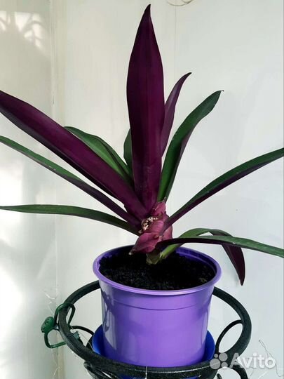 Традесканция Рео