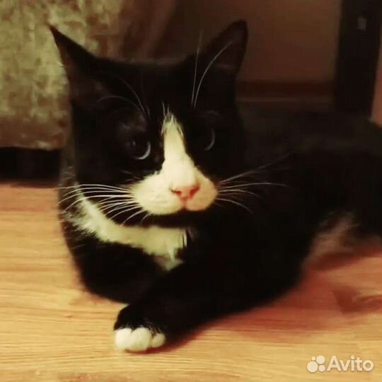 Молодая кошка