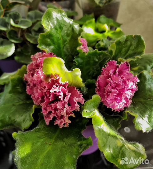 Фиалки сортовые