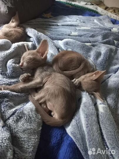 Зооняня, передержка, выгул собак