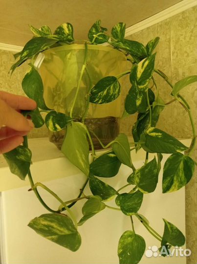 Эпипремнум, он же Сциндапсус